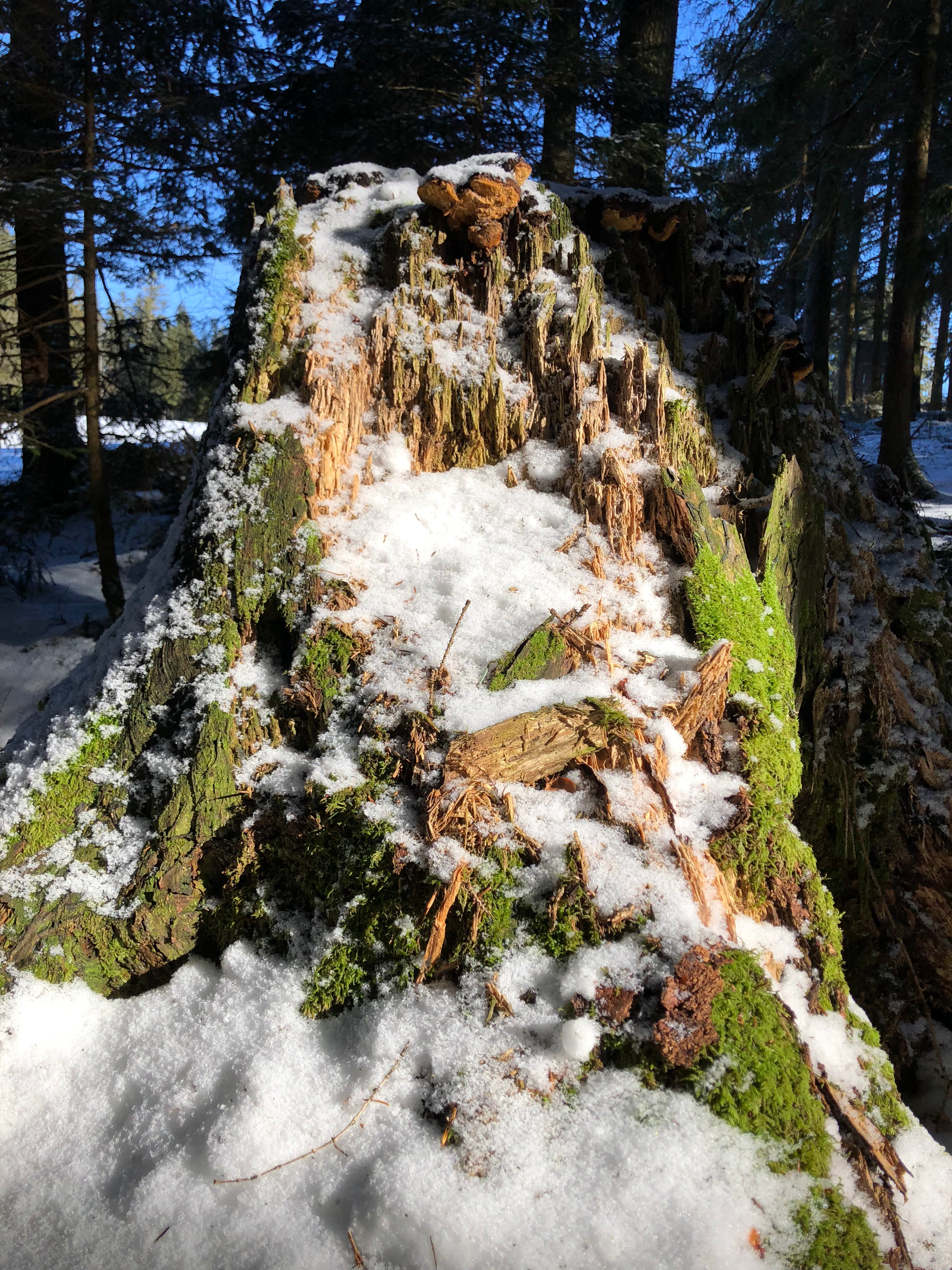 Kiva_TreeMountain.heic