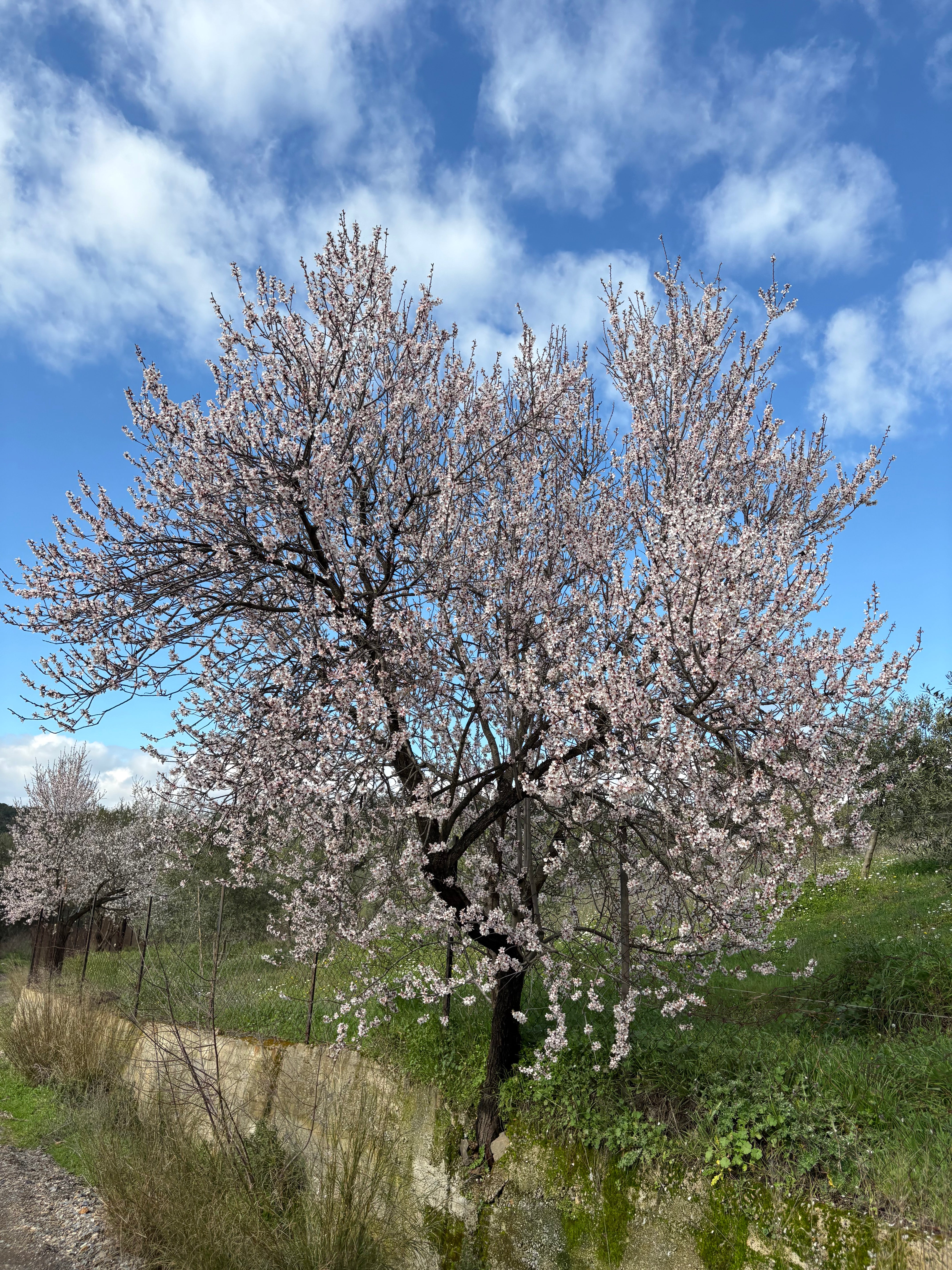 almond_tree.heic
